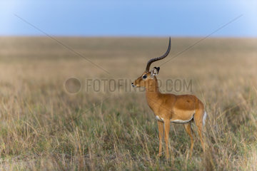 Impala male at dawn in the savannah - Masai Mara Kenya