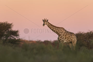 Giraffe (Giraffa camelopardalis) in the savannah at dusk  Kgalagadi  South Africa