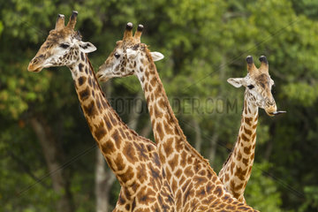 Portrait of Masai Giraffe males - Masai Mara Kenya