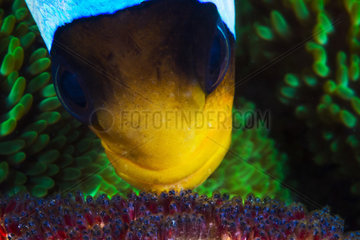 Mauritius clownfish (Amphiprion chrysogaster) male taking care of its offspring  Mayotte  Indian Ocean