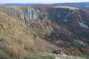 Alpine Chamois in autumn - Hohneck Vosges France