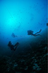 Taucher schwimmen über einem Korallenriff auf den Malediven