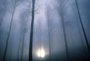Piercing sun through the fog veiling the forest