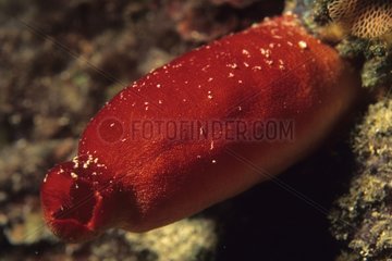 Close-up of a Red ascidian Mediterranean Sea France