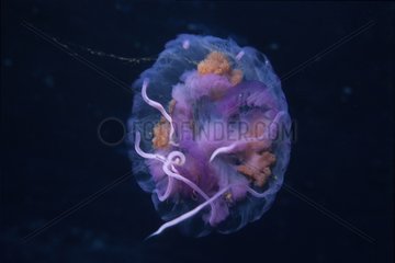 Mauve stinger jellyfish Mediterranean Sea France