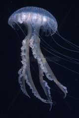 Mauve stinger jellyfish with deployed stinging filaments