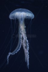 Mauve stinger jellyfish with deployed stinging filaments