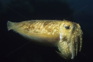 Common cuttlfish Mediterranean Sea France