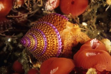 Purple-ring topsnail amongst Sea anemones California