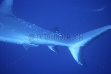 Female Grey reef shark scratched by a male during mating