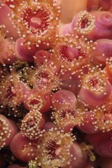 Colony of Strawberry anemones California Pacific Ocean