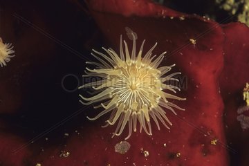 Young Sea anemone California Pacific Ocean