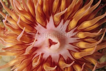Mouth of a Jewel anemone California Pacific Ocean