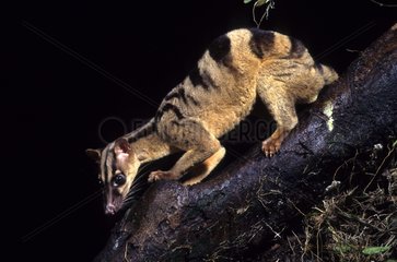 Banded palm Civet on a trunk Sumatra Indonesia