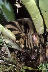Banded palm Civet Sumatra Indonesia
