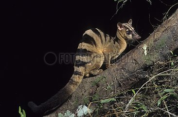 Banded palm Civet sur un tronc Sumatra Indonesia