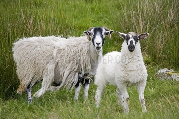 Scottish black faced ewe with its lamb Yorkshire UK
