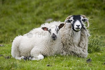 Scottish black faced ewe with its lamb Yorkshire UK