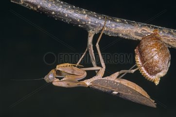 Female New Guinea shield mantis with ootheca on a branch