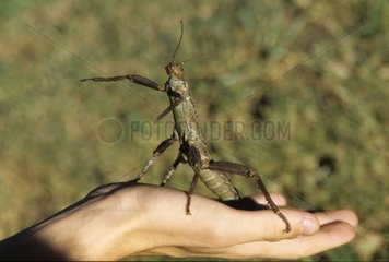 Female Giant walking stick in hand Indonesia