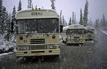 Autobuses transporting tourists in the Denali NP Alaska USA