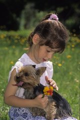 Girl stroking a Yorkshire Terrier in the grass