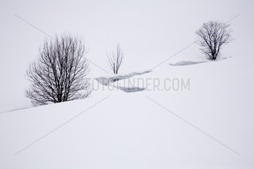 Trees and bend in the snow Vallone Combau Vercors France