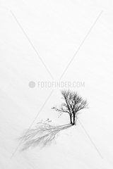 Tree in the snow Vallone Combeau Vercors France