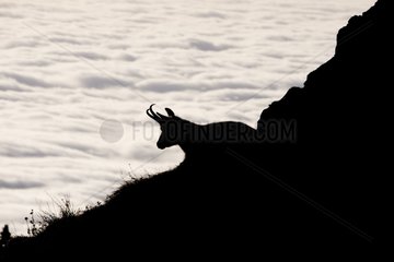 Silhouette of Chamois and sea of clouds Swiss Jura