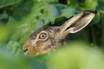 European hare in a field Germany