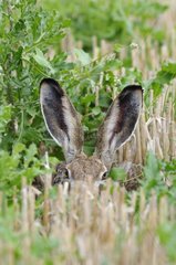 European hare in a meadow Germany