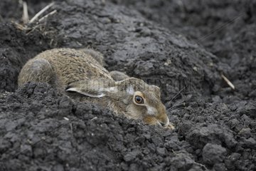 European Hare lying in a groove Germany