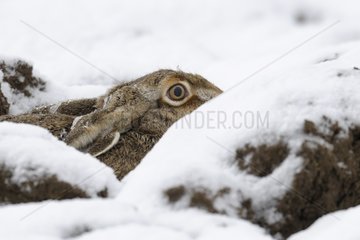 European Hare lying in a groove snowy Germany