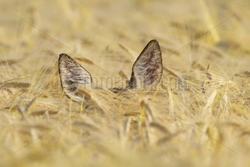 Roe deer in a grain field in summer Germany
