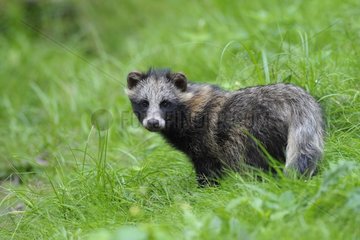 Raccoon dog in grass Germany