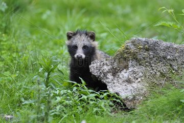 Raccoon dog in grass Germany