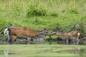 Sika deer female with calf in a lake in summer Germany