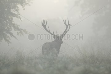 Red deer male in mist in Autumn Denmark