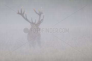 Red deer male in mist in Autumn Denmark