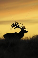 Male red deer at sunrise Denmark
