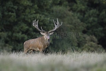 Male red deer in a clearing in autumn Denmark