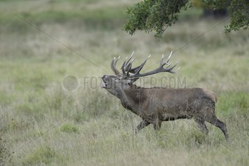 Male red deer roaring in rutting season Denmark