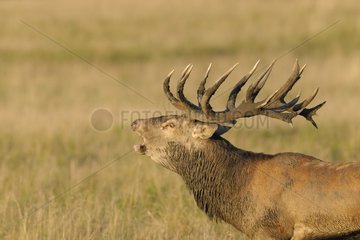 Male red deer roaring in rutting season Denmark
