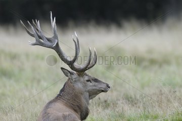 Male red deer in rutting season Denmark