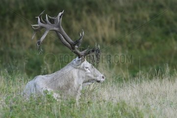 Male White red deer in rutting season Denmark