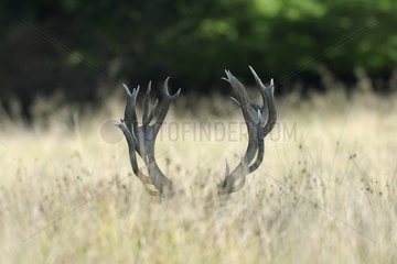 Male red deer hidden in the grass Denmark