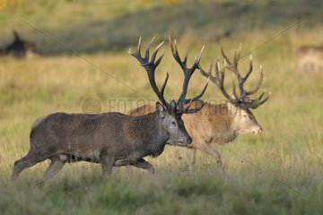 Male red deers in rutting season Denmark