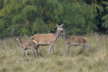 Female red deer and young in a clearing in Denmark