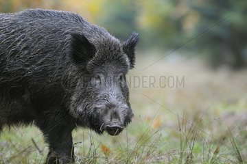 Portrait of Eurasian Wild Boar in a clearing Germany