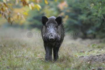Eurasian Wild Boar in a clearing Germany
